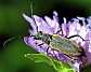 anastrangalia_dubia_femelle