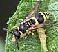 ancistrocerus_gazella_chenille_choreutis