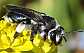 andrena_agilissima