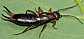 anechura_bipunctata_femelle