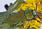 anthaxia_hungarica_male