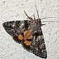 catocala_diversa