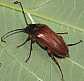 cebrio_gigas_male