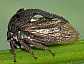 centrotus_cornutus