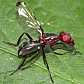 cephalia_rufipes
