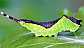 cerura_vinula_chenille_stade3