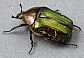 cetonia_aurata