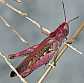 chorthippus_brunneus_femelle