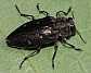 chrysobothris_affinis