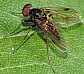 chrysopilus_auratus_male