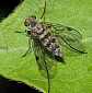 chrysopilus_splendidus_femelle