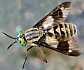 chrysops_flavipes_femelle