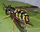 chrysotoxum_intermedium_femelle