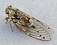 cicada_orni