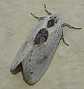 cilix_glaucata