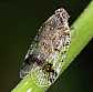 cixius_cunicularius