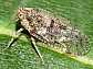 cixius_wagneri