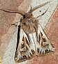 cladocerotis_optabilis_male