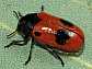 clytra_laeviuscula