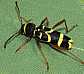 clytus_arietis