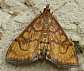 ecpyrrhorrhoe_rubiginalis