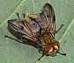 ectophasia_crassipennis_male