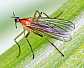 empis_stercorea