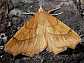 ennomos_quercinaria_male