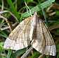 eulithis_populata