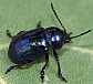 eumolpus_alclepiadeus