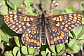 euphydryas_intermedia