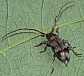 exocentrus_lusitanus