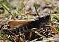 gomphocerus_sibiricus_male