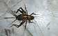 gryllomorpha_dalmatina_femelle