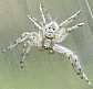philodromus_margaritatus