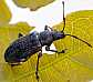 phyllobius_pyri