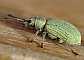 phyllobius_virideaeris