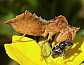 phymata_crassipes_bruche