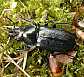platycerus_caraboides_male