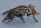 platystoma_lugubre