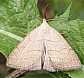 polypogon_tentacularia_male