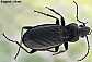 pterostichus_niger_male_dorsal