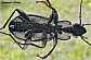pterostichus_niger_male_ventral