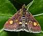 pyrausta_aurata