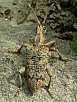 rhagium_sycophanta