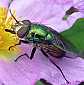 rhyncomya_speciosa