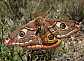 saturnia_pavionella_male
