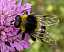 arctophila_bombiforme_male.jpg