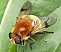 arctophila_superbiens_femelle.jpg