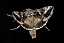 autographa_gamma.jpg